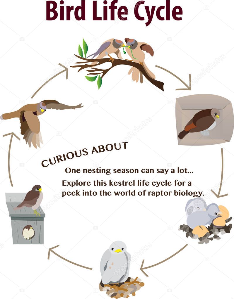 bird life cycle stock vector 169 magemasher 129293524 bird life cycle stock vector 169 magemasher 129293524