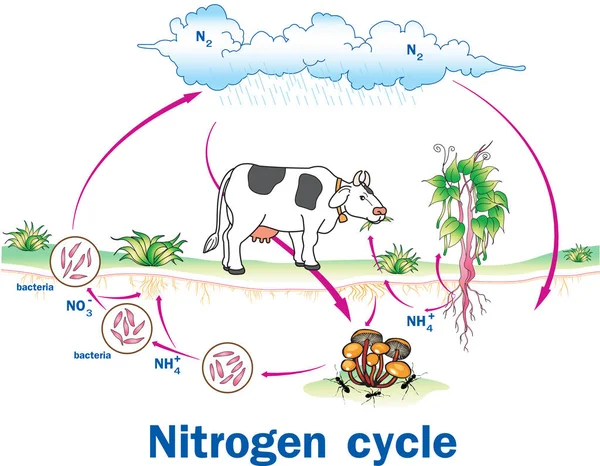 Vektor nitrogén-ciklus — Stock Vector