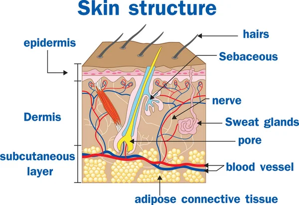 Vector Skin structure — Stock Vector
