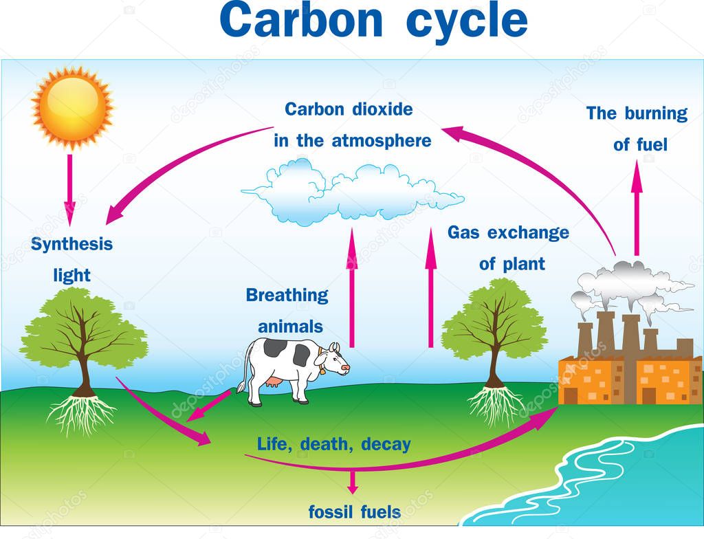 depositphotos_129433896 stock illustration vector of carbon cycle