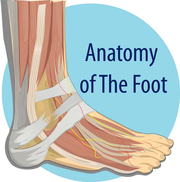 Anatomie van de voet — Stockvector