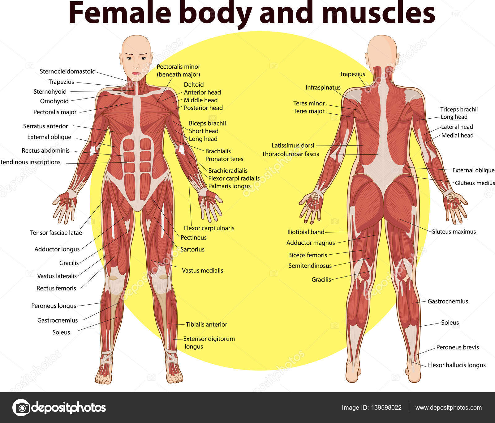 Vector Illustration Body Muscles Anatomy Vector Image By C Magemasher Vector Stock 139598022