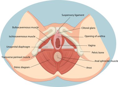 Vector illustration of Female reproductive muscles anatomy clipart