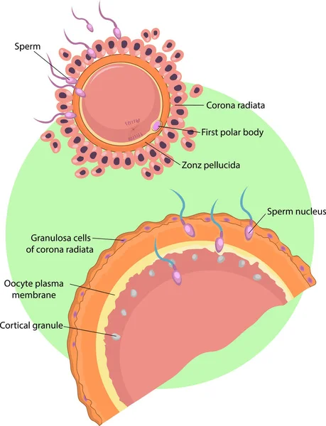 Vector Illustration Sperm Fertilization — Stock Vector