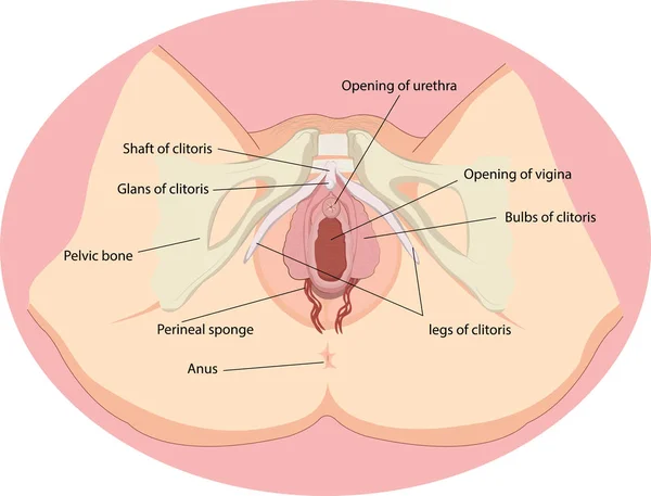 Ilustração Vetorial Anatomia Dos Órgãos Reprodutivos Femininos —  Vetores de Stock