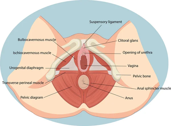 Ilustración Vectorial Anatomía Los Músculos Reproductivos Femeninos — Vector de stock