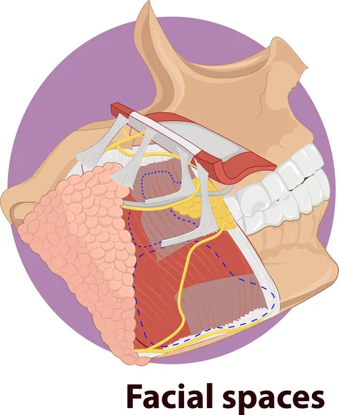 Ilustración Vectorial Los Espacios Faciales Anatomía — Archivo Imágenes Vectoriales