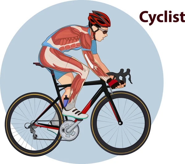 サイクリストの筋肉の解剖学のベクトル イラスト — ストックベクタ