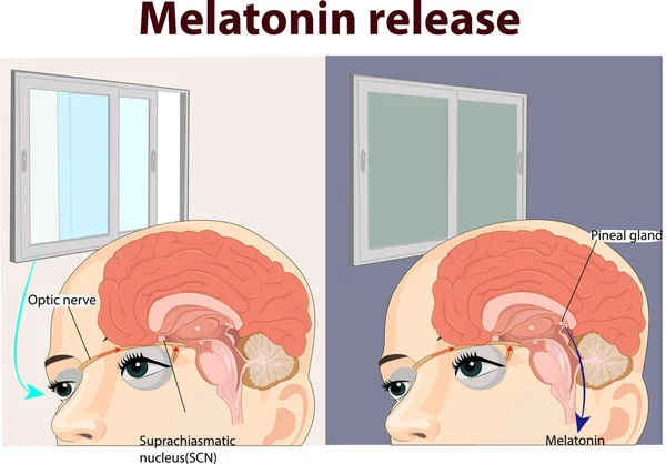 Vektorillustration Der Anatomie Der Melatonin Freisetzung — Stockvektor