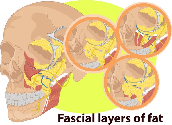 Ilustración Vectorial Anatomía Capa Facial — Vector de stock