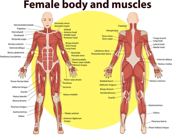 Vectorillustratie Van Lichaam Spieren Anatomie — Stockvector