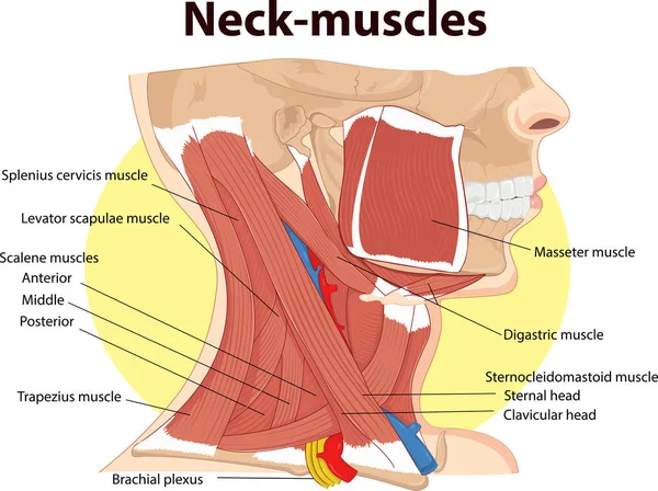 Vector Illustration Neck Muscles Anatomy — Stock Vector