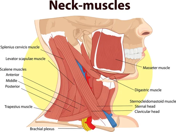 Wektorowa Ilustracja Anatomii Mięśni Szyi — Wektor stockowy