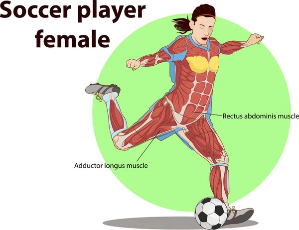 Ilustración Vectorial Anatomía Muscular Del Jugador Fútbol — Archivo Imágenes Vectoriales
