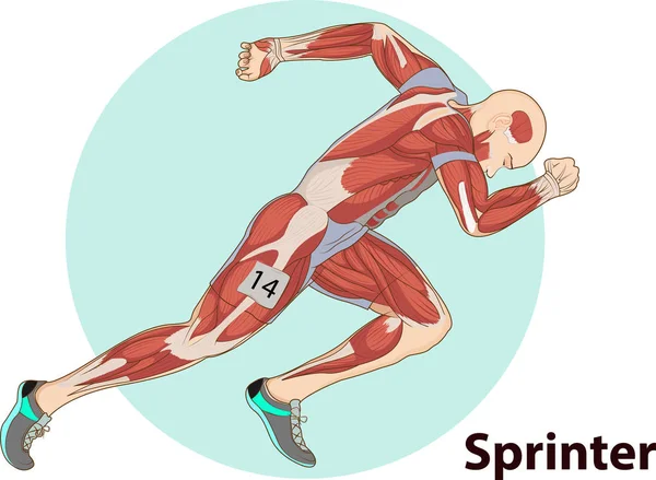 Vector Illustration Sprinter Muscle Anatomy — Stock Vector