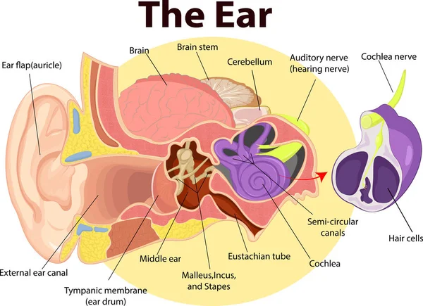Vector Illustration Examination Ear Anatomy — Stock Vector