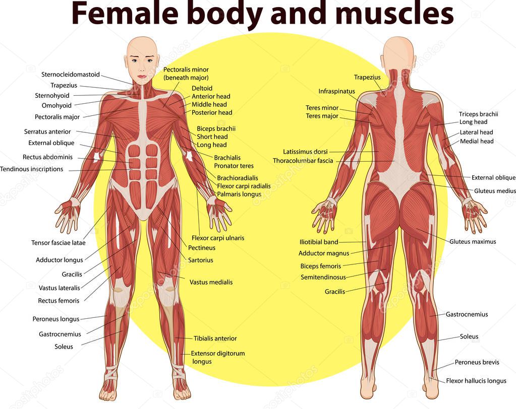 Vector illustration of body and muscles anatomy