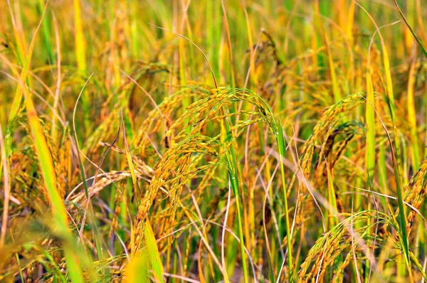 Thailand Rice Field Harvest — Stock Photo, Image