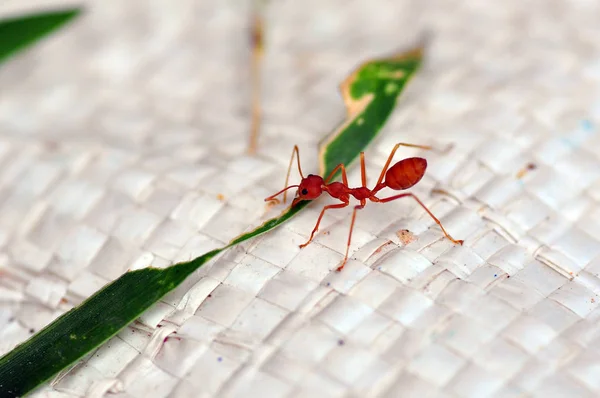 Formiga Vermelha Tailândia Perto — Fotografia de Stock