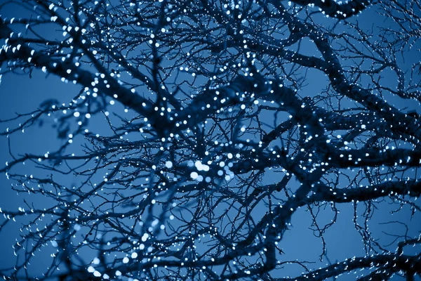 Fond de Noël. Lumières bleues de Noël sur un arbre dans un ciel bleu foncé — Photo