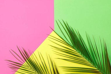 Yeşil Tropikal metin için alan ile renk arka plan üzerinde palmiye ağacı bırakır. Üst görünüm, düz yatıyordu. Güneşli yaz Natürmort. Parlak Tatlı moda Stil. Gerçeküstü, Minimal Eğlence.