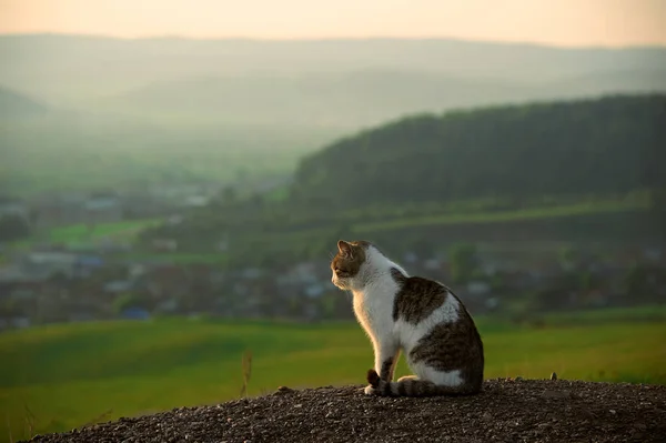 Orijinal benekleri olan karizmatik bir kedi resimli bir manzaranın ortasında gün batımının tadını çıkarır.. — Stok fotoğraf