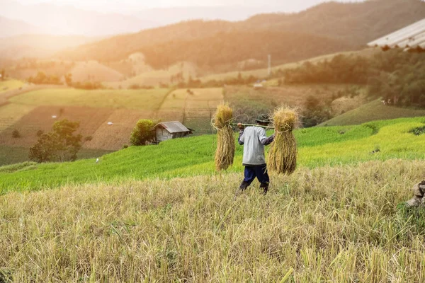 Boeren oogsten rijst dorsen rijst in de oogstseizoen. C — Stockfoto