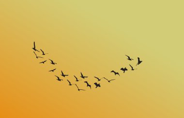 bir şafak vakti, güneşin Kuşlar sürüsü