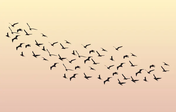 Flock of Geese flying in the dawn on the sky — Stock Vector