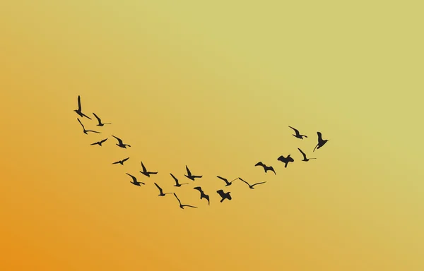 Un troupeau d'oiseaux à l'aube, le soleil — Image vectorielle