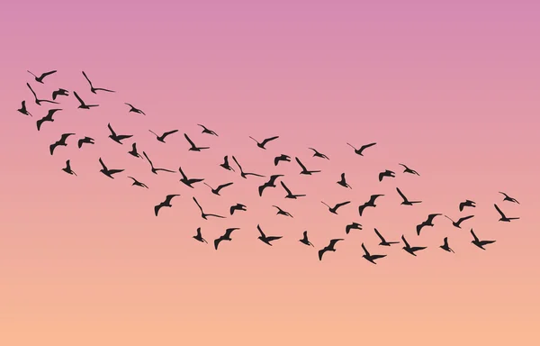 Molti uccelli che volano nel cielo, serie natura — Vettoriale Stock