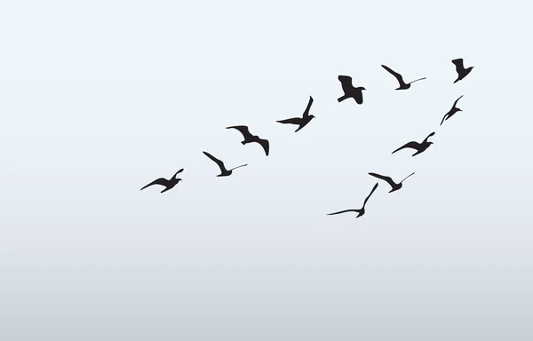 Siluety létajících ptáků, vektorové ilustrace — Stockový vektor