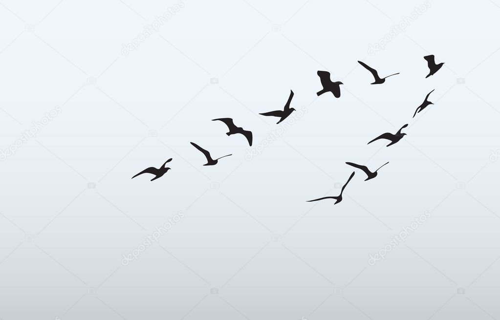 silhouettes of flying birds, vector illustration