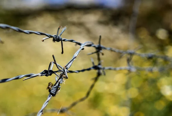 Barbed wire in the gardens — Stock Photo, Image