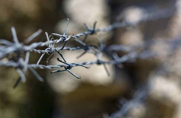 Barbed wire in the gardens — Stock Photo, Image