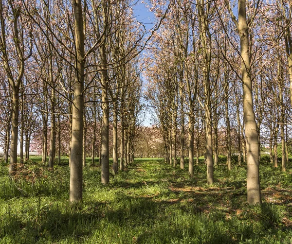 Paulownia, -El árbol de la princesa — Foto de Stock