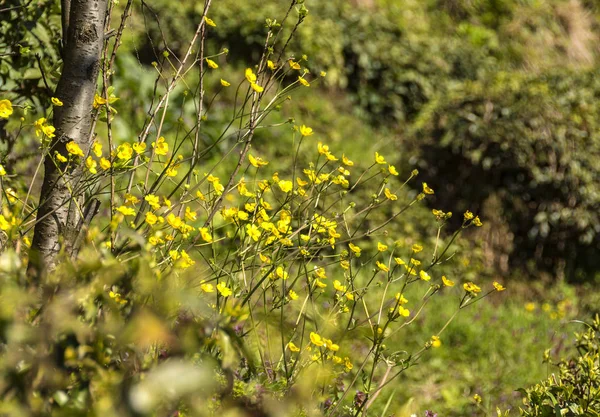 Natura plante și flori — Fotografie, imagine de stoc