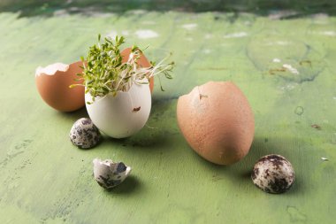 Kabuk ile tere salatası yeşil arka plan üzerinde yumurta. Sağlıklı beslenme kavramı.