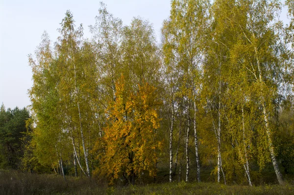 Fields and forests in the fall in Central Russia - yellow, green, orange ink — Stock Photo, Image