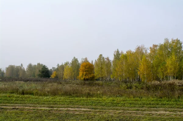 Fields and forests in the fall in Central Russia - yellow, green, orange ink — Stock Photo, Image