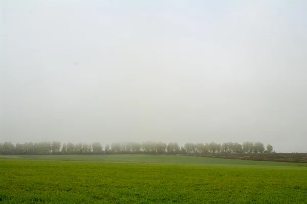 Manhã neblina, campo verde e árvores — Fotografia de Stock