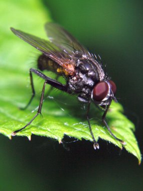 The gray fly sits on a green leaf clipart