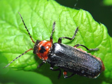 Parlak yeşil yaprak bitkiler üzerinde oturan siyah ve kırmızı hata - Cantharis pelusida-