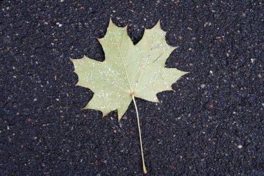 Sarı akçaağaç yaprağı ile ilk kar sonbahar serpilir asfalt üzerinde yalan