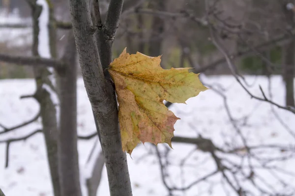 Yellow maple leaf on the tree whist on the background of the first snow — Stock Photo, Image