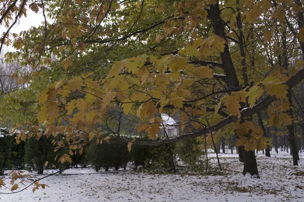 Gren med gul lönn lämnar i bakgrunden på den första snön i parken hösten i November — Stockfoto