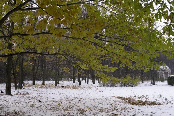 Ek gren med gröna blad i bakgrunden av den första snön i parken hösten — Stockfoto
