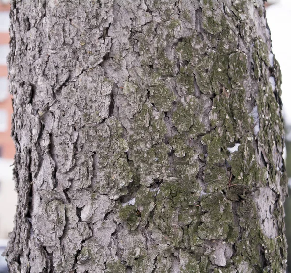 Kůra stromu borovice k vytvoření tapety, textury nebo pozadí — Stock fotografie