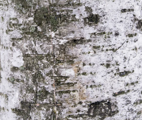 Casca da árvore de bétula para criar papel de parede, textura ou fundo — Fotografia de Stock