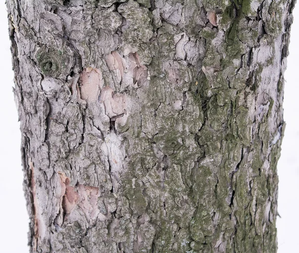 Casca de um pinheiro para criar papel de parede, textura ou fundo — Fotografia de Stock